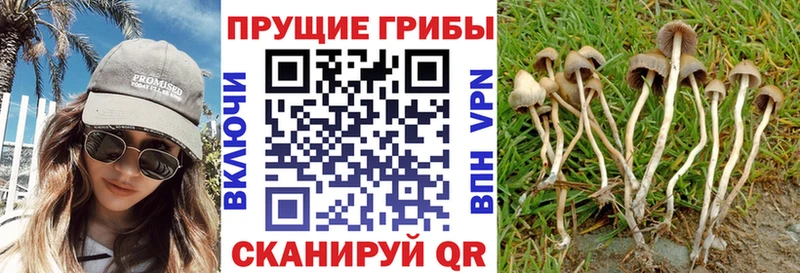 Купить закладки  Томск  Галлюциногенные грибы Cubensis 